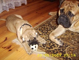 Porthos & Ramses 01.2009